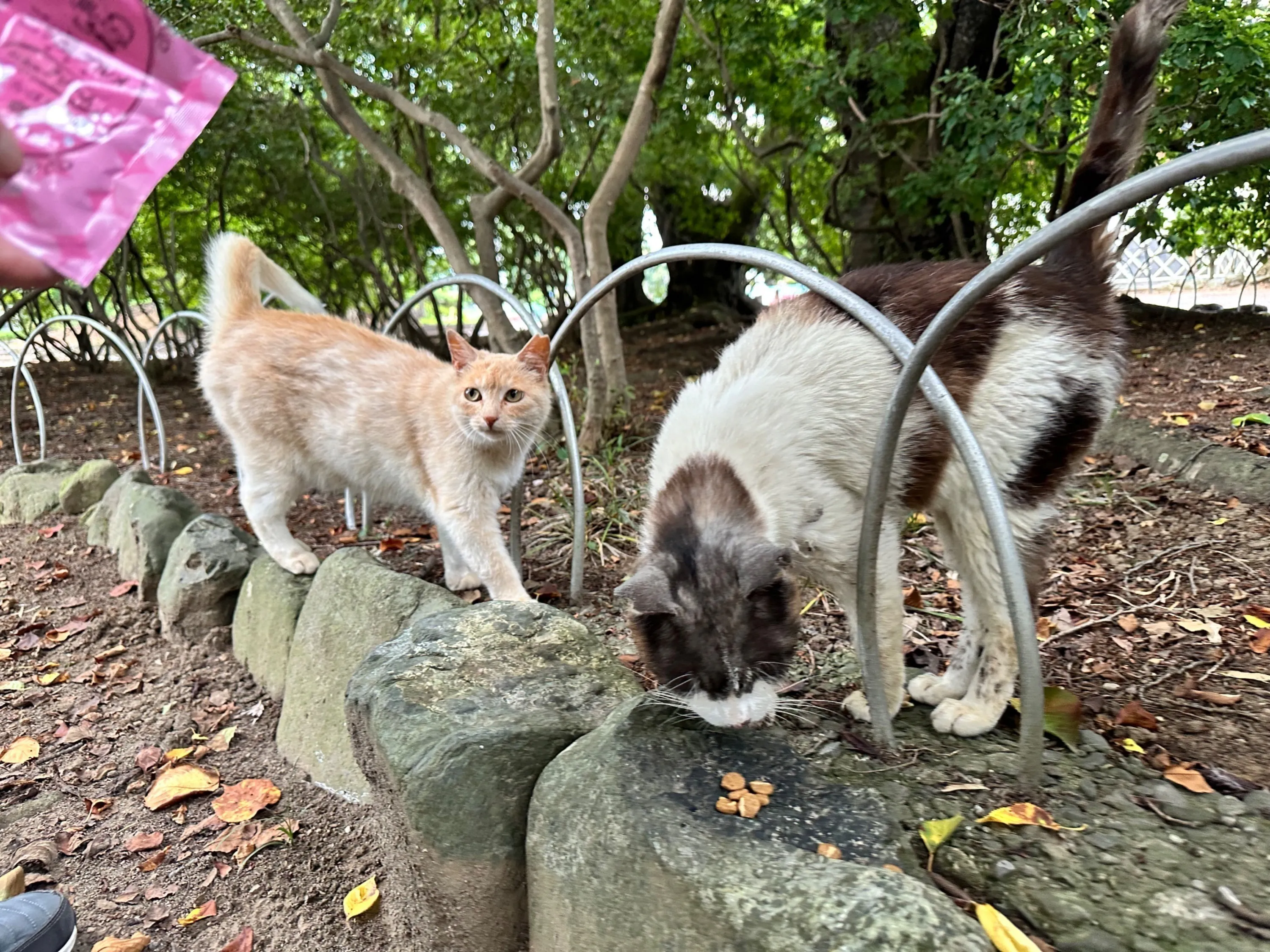 2番目のメイン画像