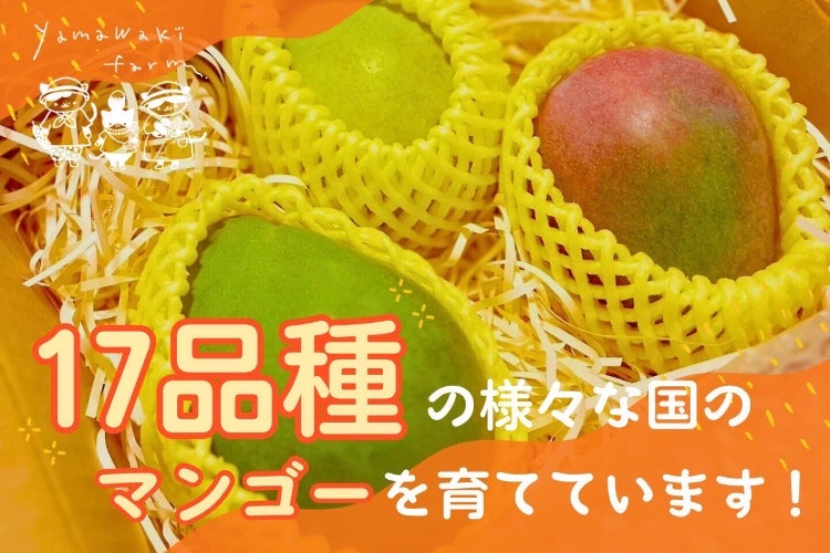 滋賀県守山市で日本で珍しいマンゴー17品種の初収穫！ - CAMPFIRE