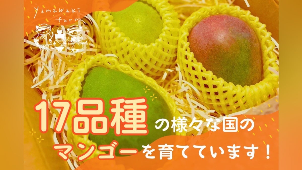 滋賀県守山市で日本で珍しいマンゴー17品種の初収穫! - CAMPFIRE 滋賀県守山市で日本で珍しいマンゴー17品種の初収穫! - CAMPFIRE