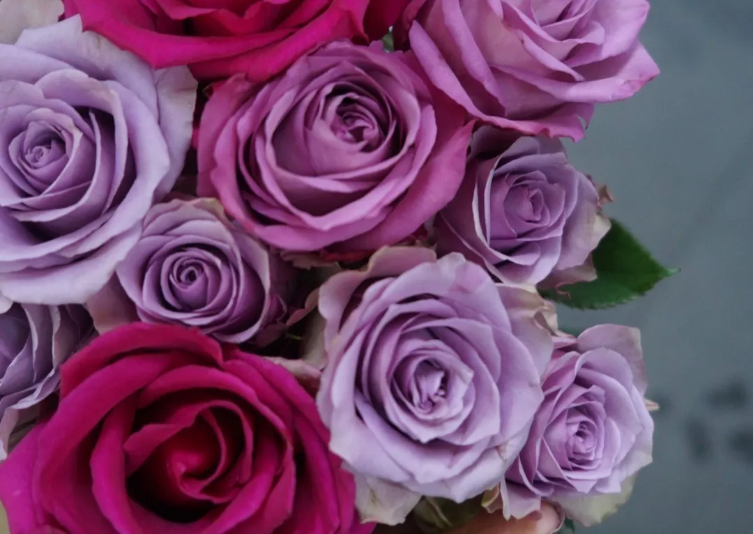 一輪のバラを通して広尾から再び広がる世界』 - CAMPFIRE (キャンプ