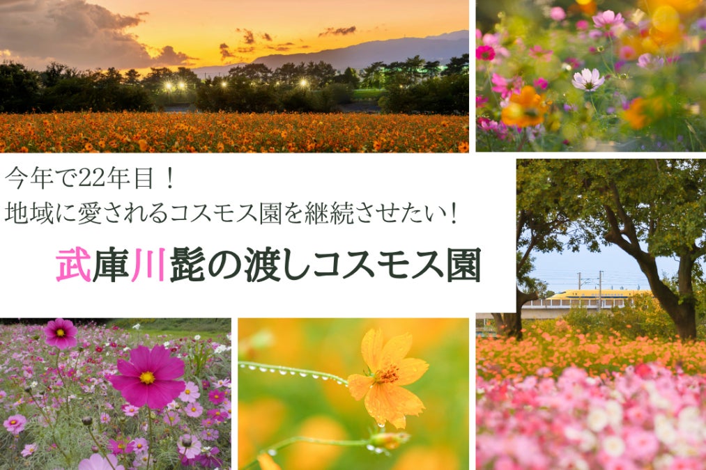 再挑戦！2025年10月に開園する「武庫川髭の渡しコスモス園」の支援金
