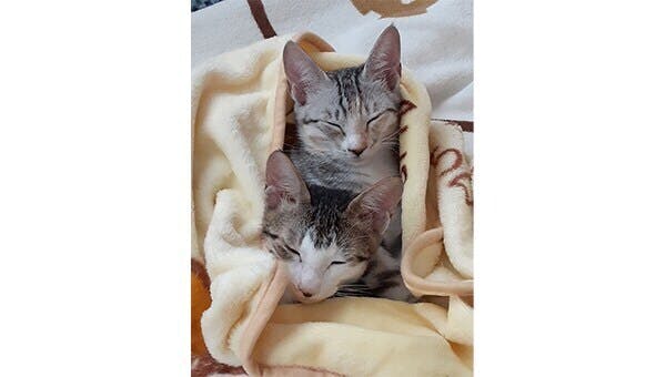 ふぁんふぁん❀猫の愛金繋ぎ❀ 楽天市場】猫 キーホルダー ペア カップル キーリング ネコちゃん