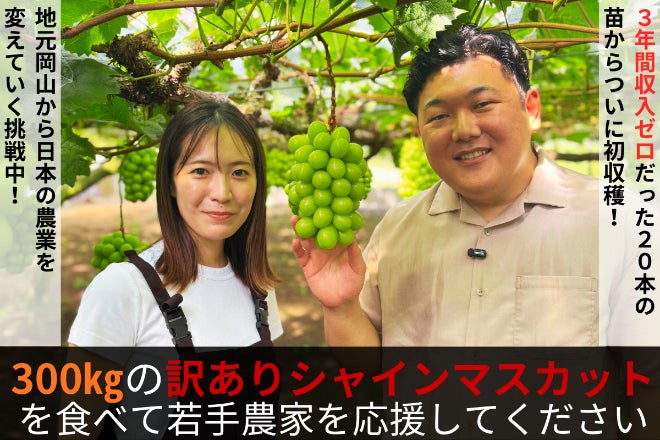 ☆マウナ☆発送日、房数おまかせ朝採りシャインマスカット4k※ご家庭用