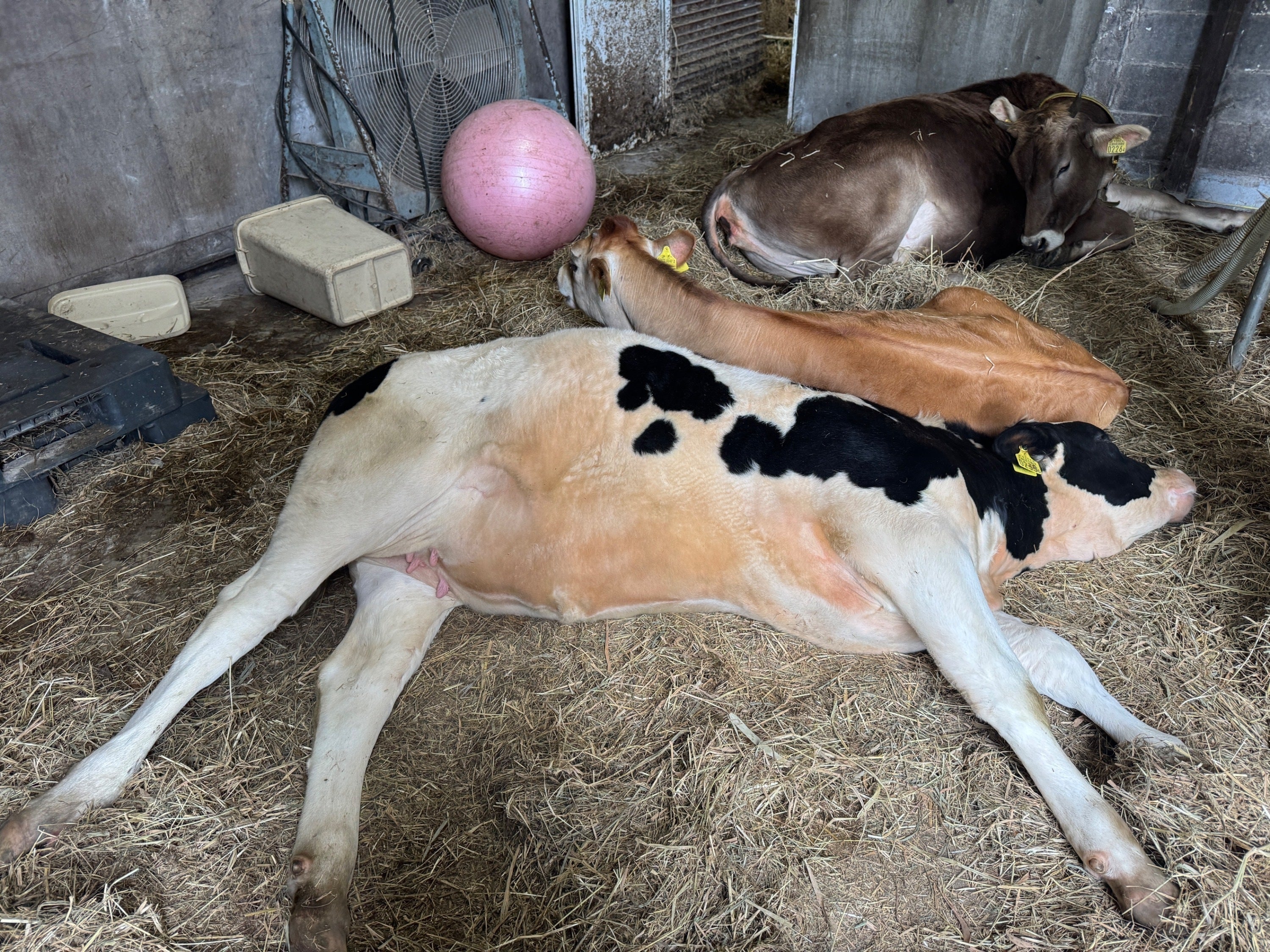 3番目のメイン画像