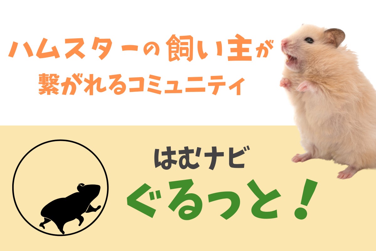 はむナビぐるっと！】ハムスター飼い主のコミュニティ CAMPFIRE 