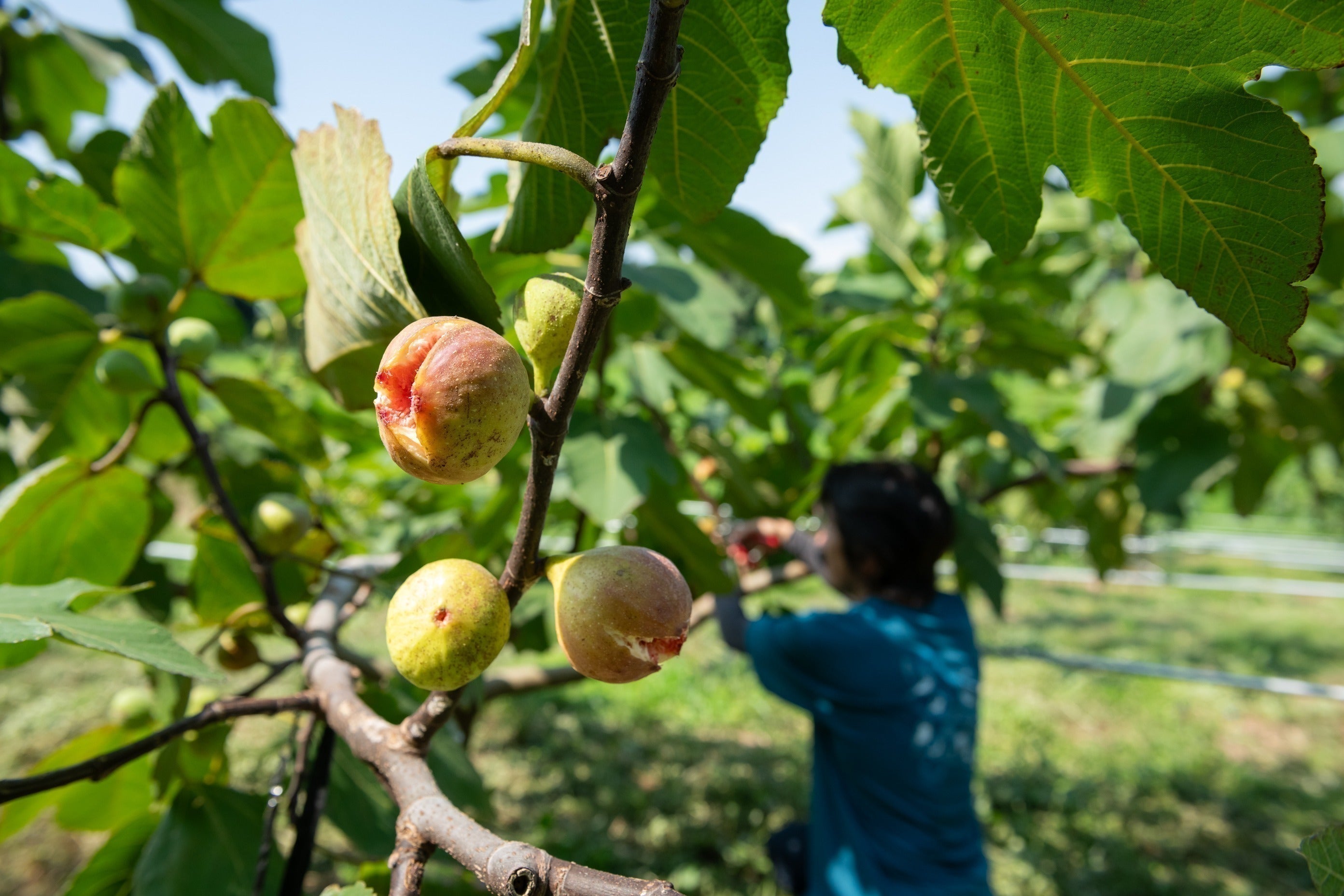 4番目のメイン画像