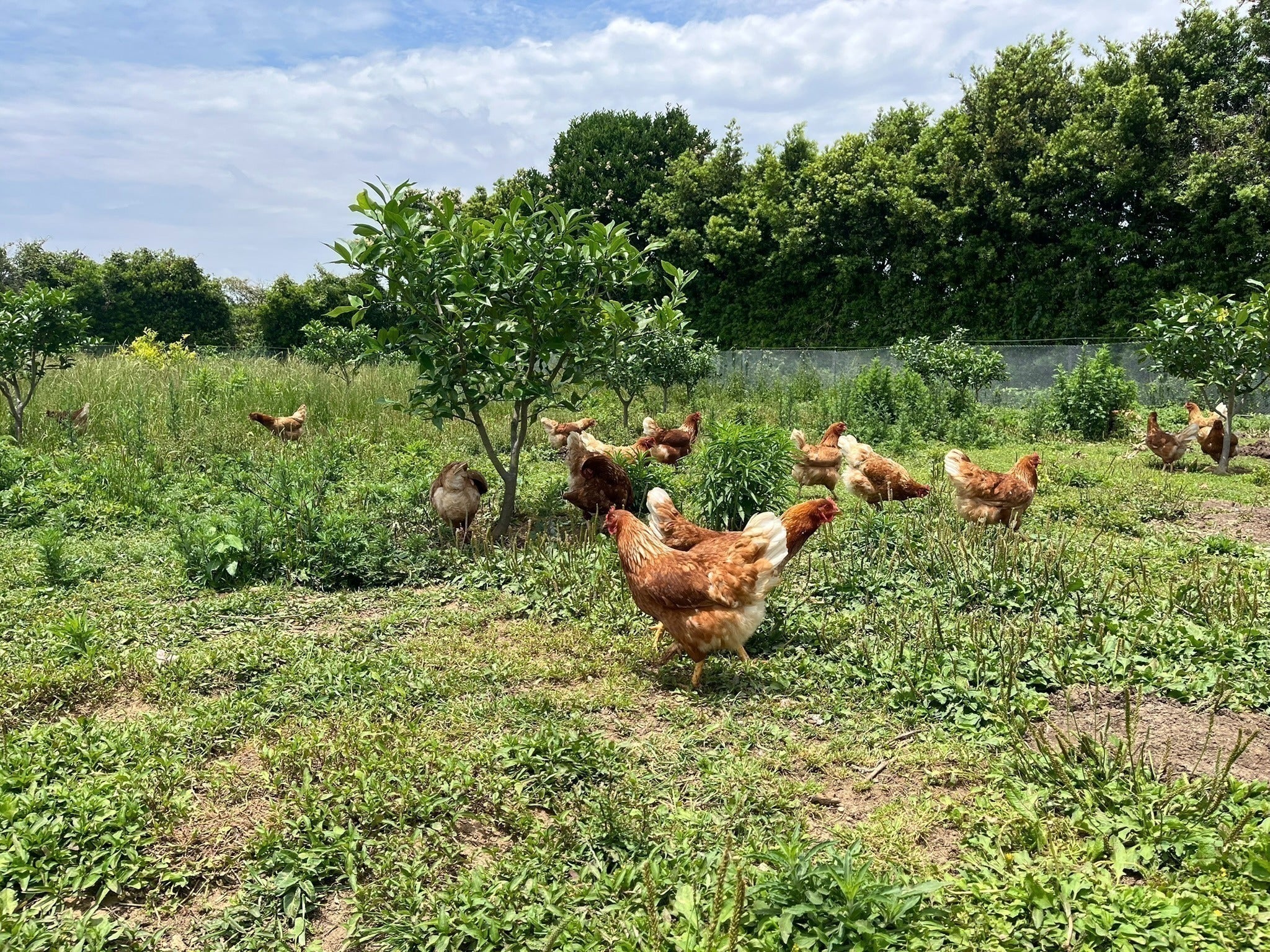 5番目のメイン画像