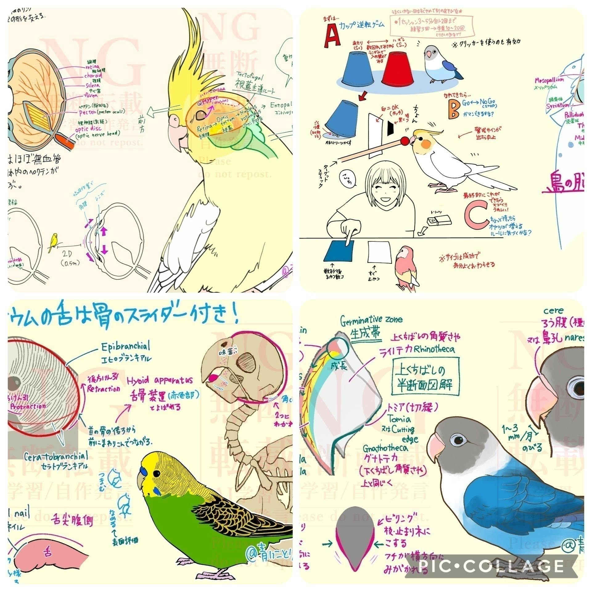 オールカラー飼い鳥図解解説本発行プロジェクト！ - CAMPFIRE