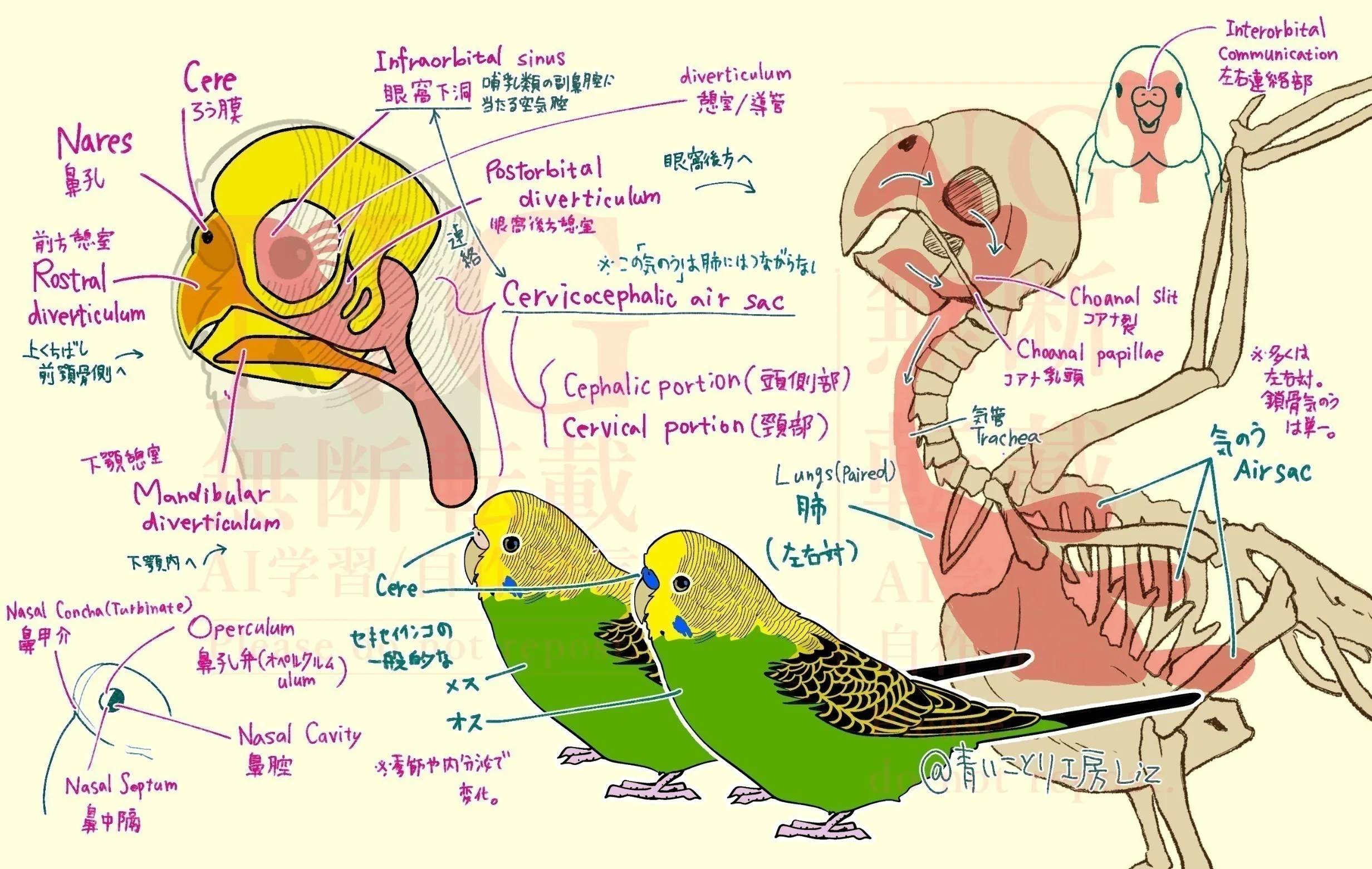 鳥の骨探 トリノホネタン 毒虫の飼育繁殖マニュアル 2冊セット 生物学 鳥の骨探 トリノホネタン 毒虫の飼育繁殖マニュアル 2冊セット 生物学
