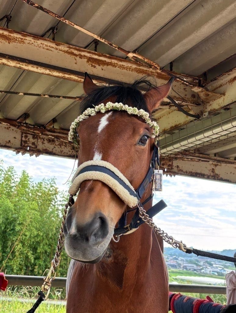 馬馬の頭部・台付き これは知らなかった！】馬具いろいろ