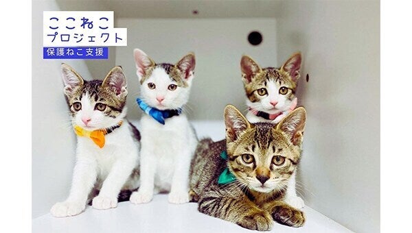保護ねこ支援・ここねこプロジェクト - CAMPFIRE (キャンプファイヤー)