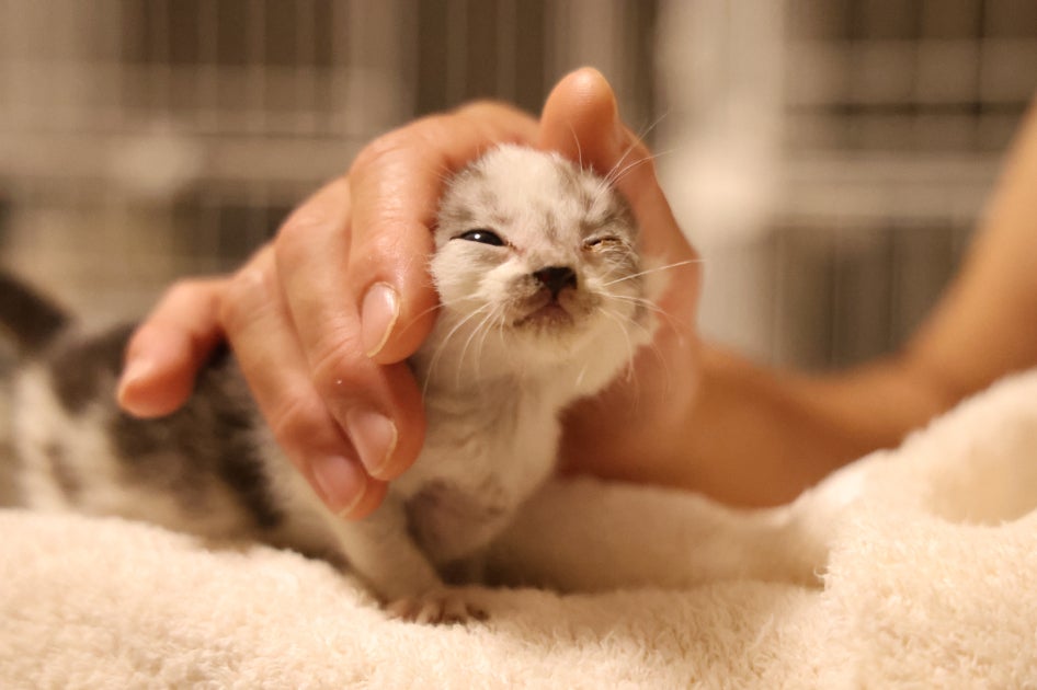 原画☆キャンバスF20【子猫たちのソファーでの幸せな瞬間に属する】 ずっとのおうち”へ！】写真家×医療×あなたのご支援で猫に幸せな未来を