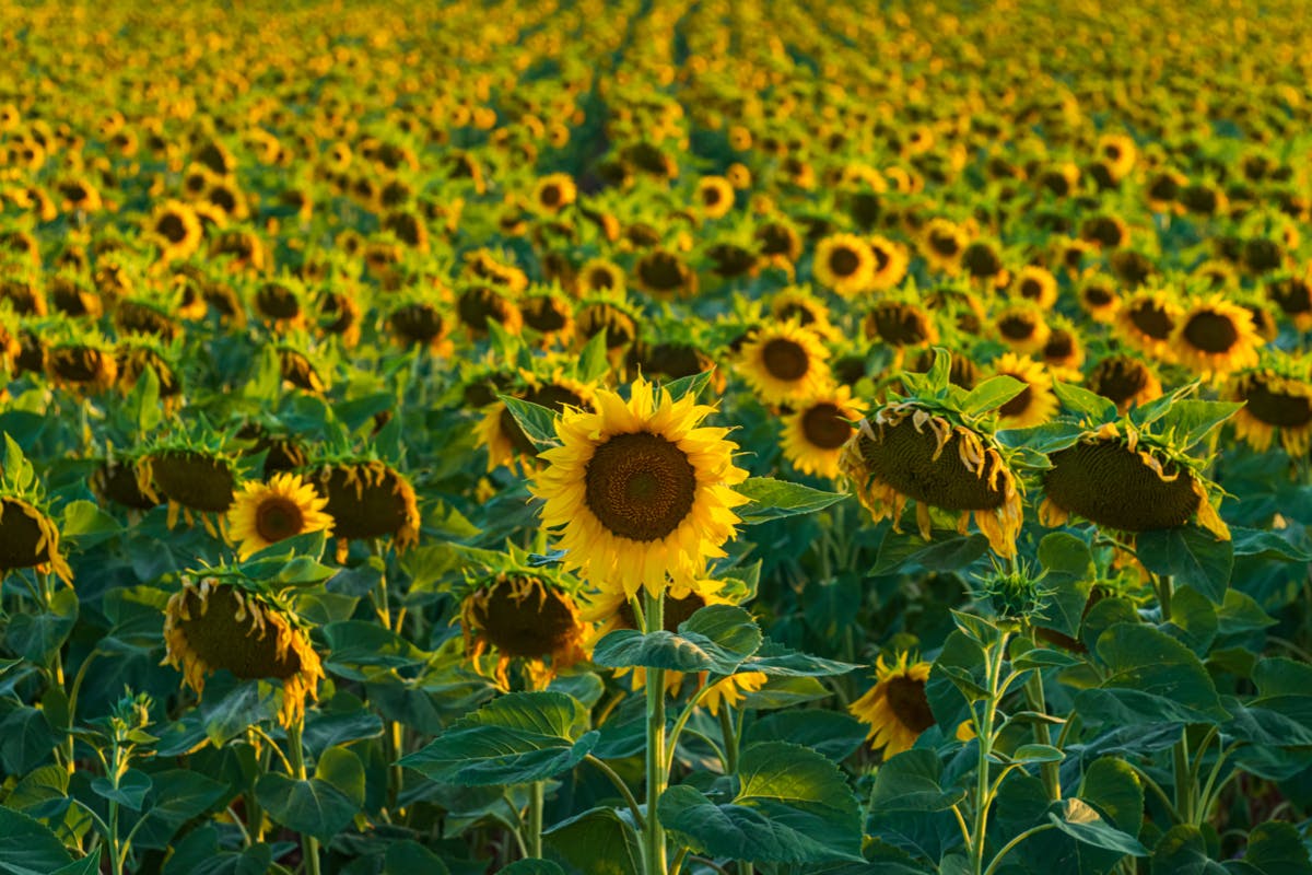 Landscape Photographers Association