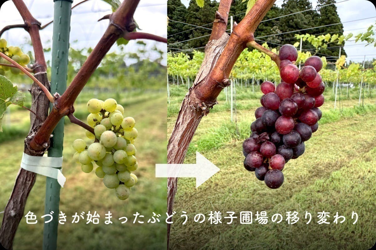 飲み比べ！千葉県産ぶどうのワイン　委託&自社醸造 飲み比べ！千葉県産ぶどうのワイン 委託&自社醸造