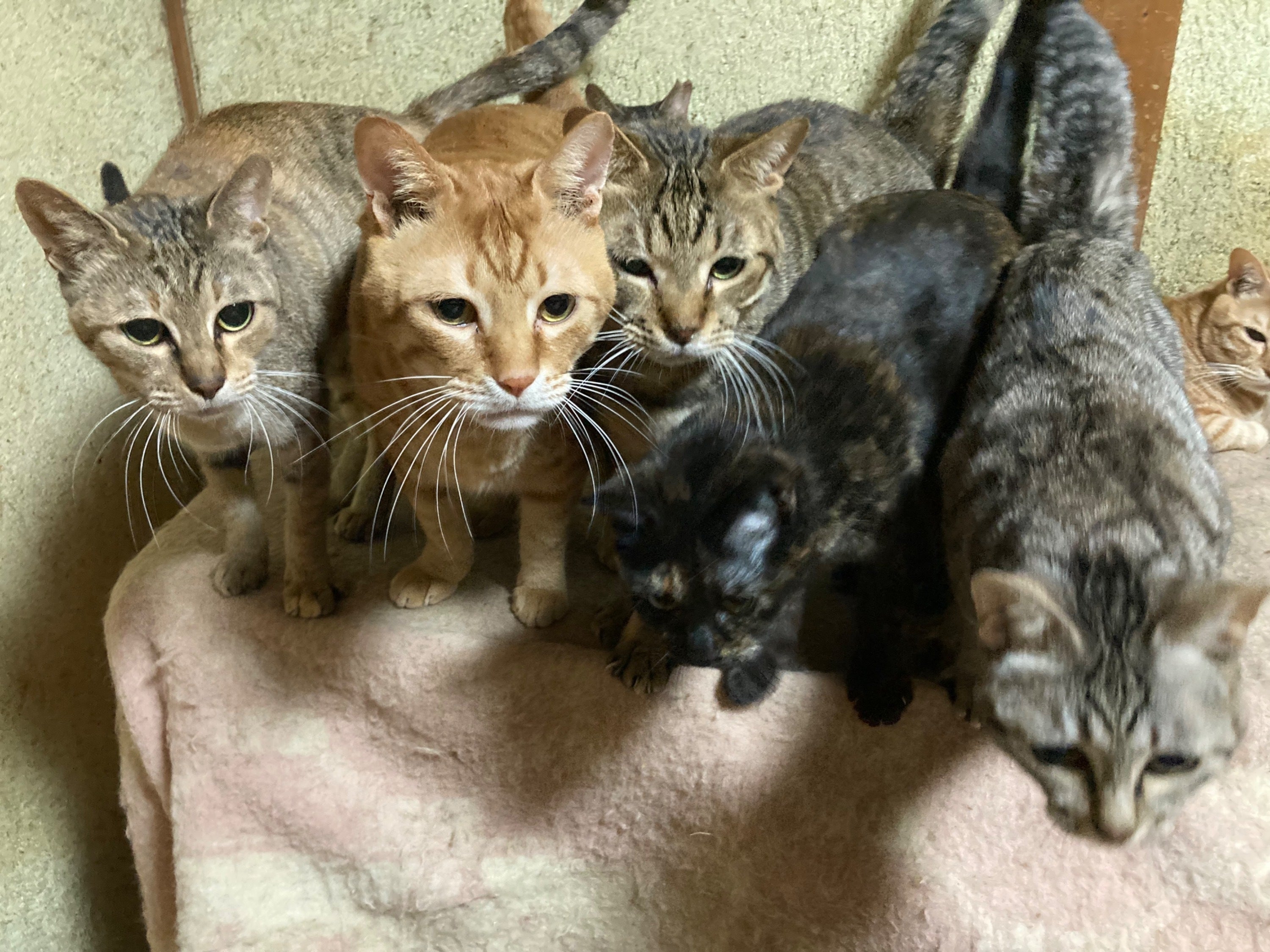 4番目のメイン画像