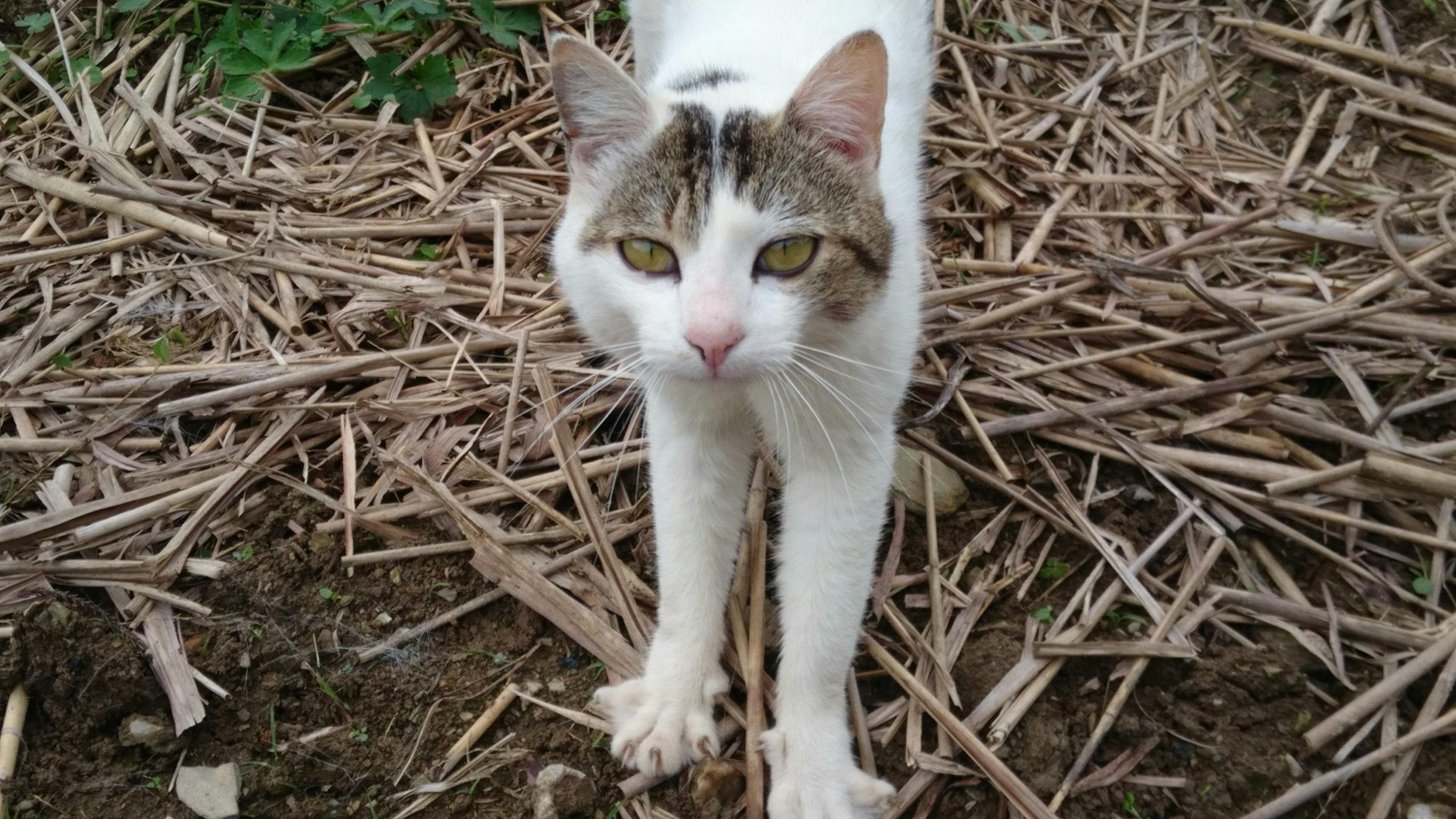 3番目のメイン画像