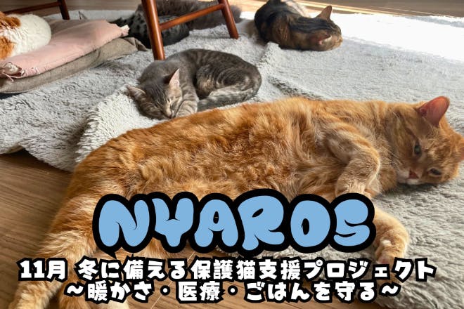 冬の命を守る】保護猫医療と保温支援プロジェクト｜11月 - CAMPFIRE