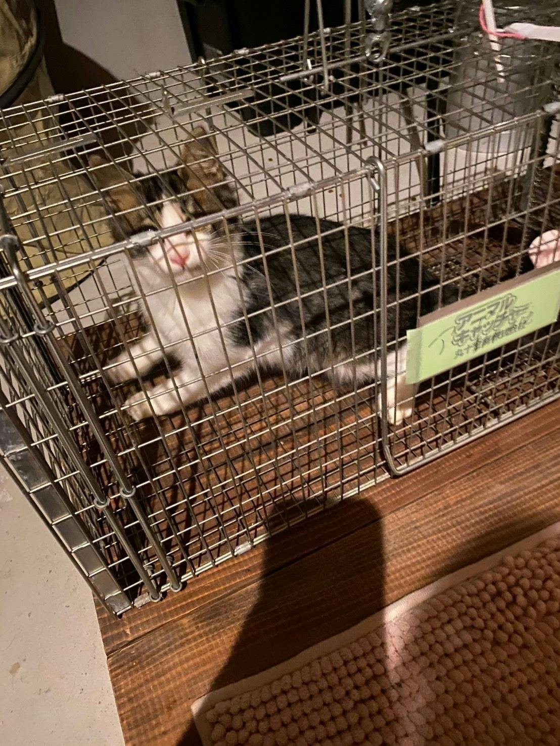 龍脈の精髄 ― 宮崎産黒水晶 「闇を封じる最強の護り」【保護猫活動支援】 保護にゃん（4） | インテルフィン編集部 |本 | 通販 | Amazon