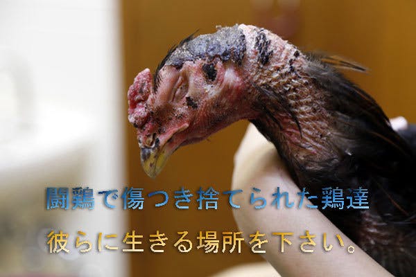 闘鶏で傷つき捨てられた鶏達に生きる場所を下さい
