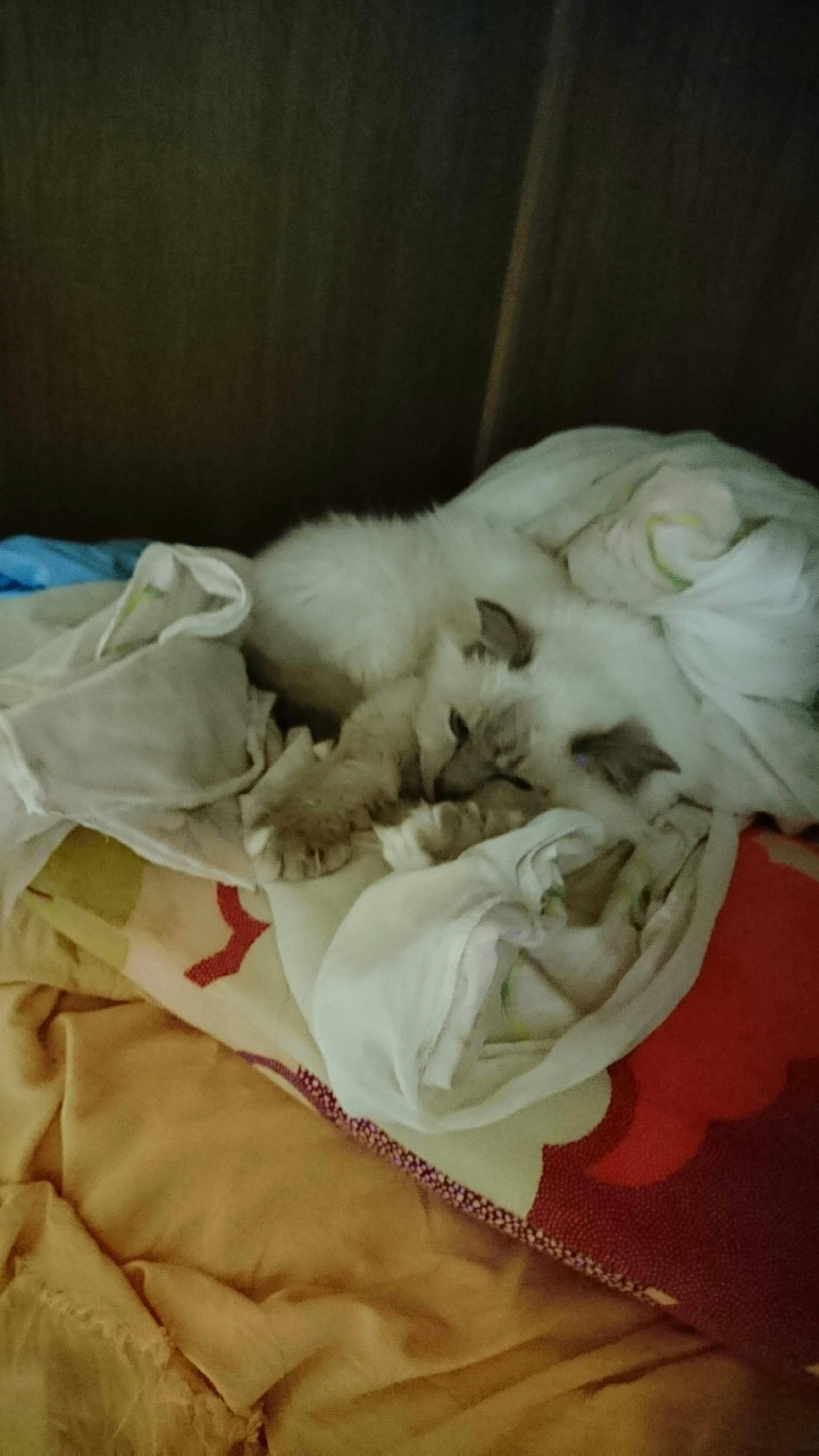 5番目のメイン画像