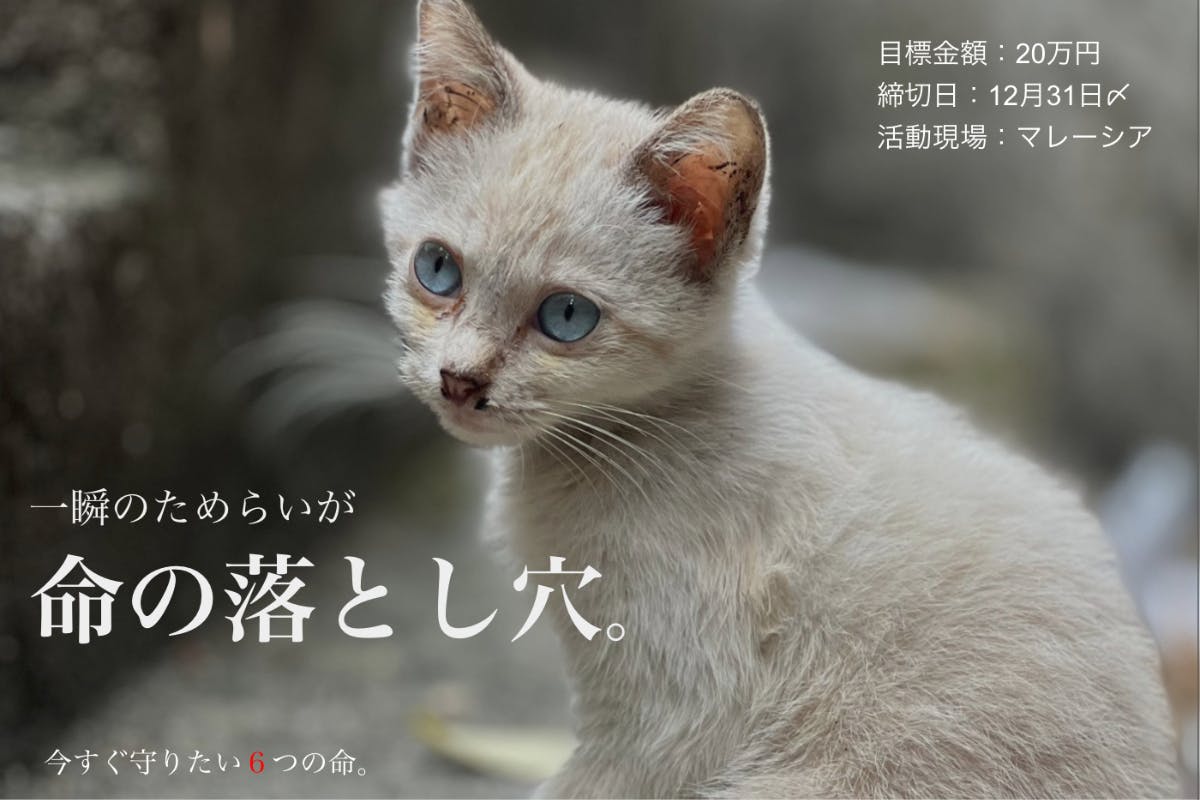 マレーシアの保護猫活動「Re:Neko」 — 今命を救うために — - CAMPFIRE
