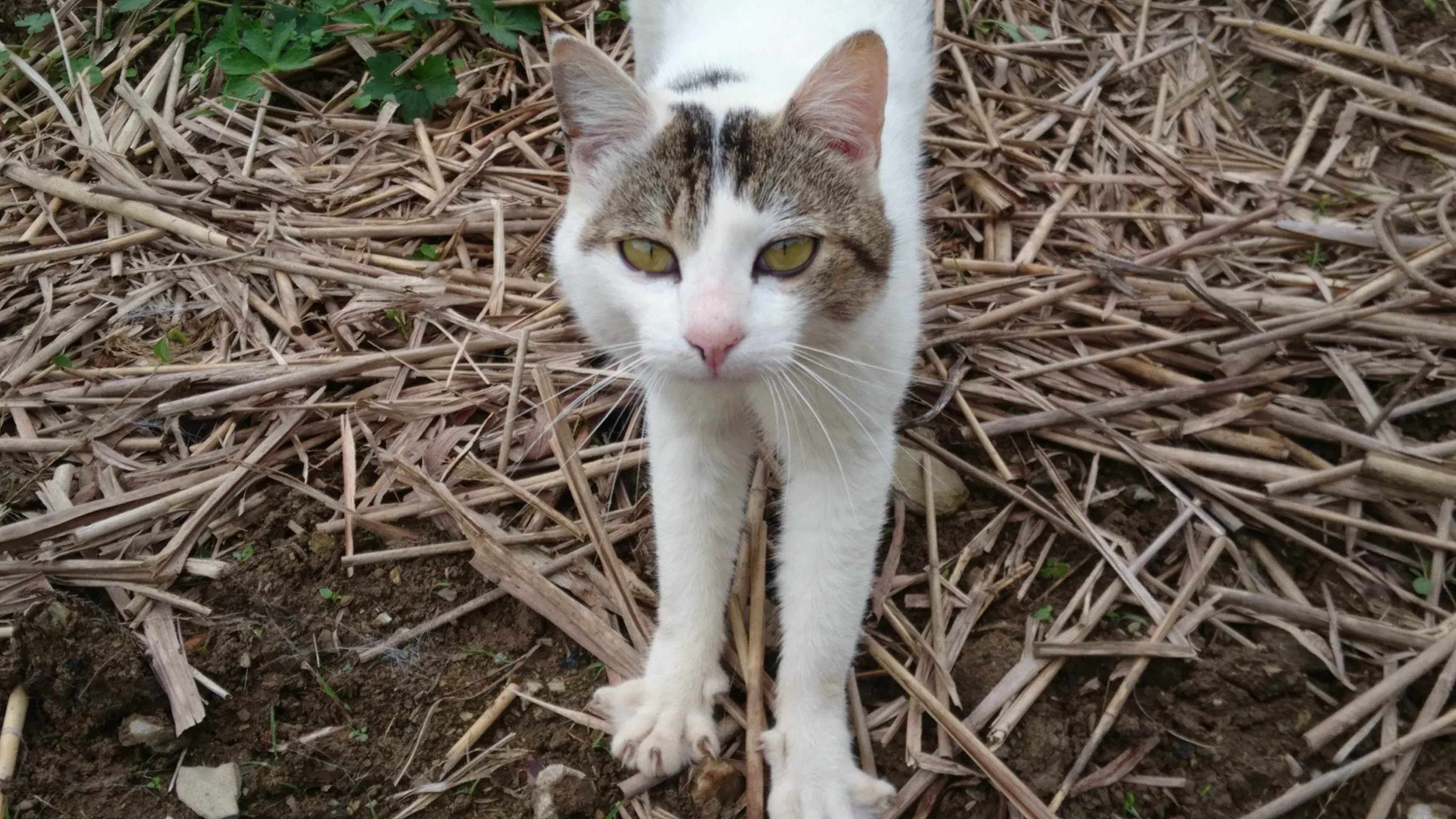 3番目のメイン画像