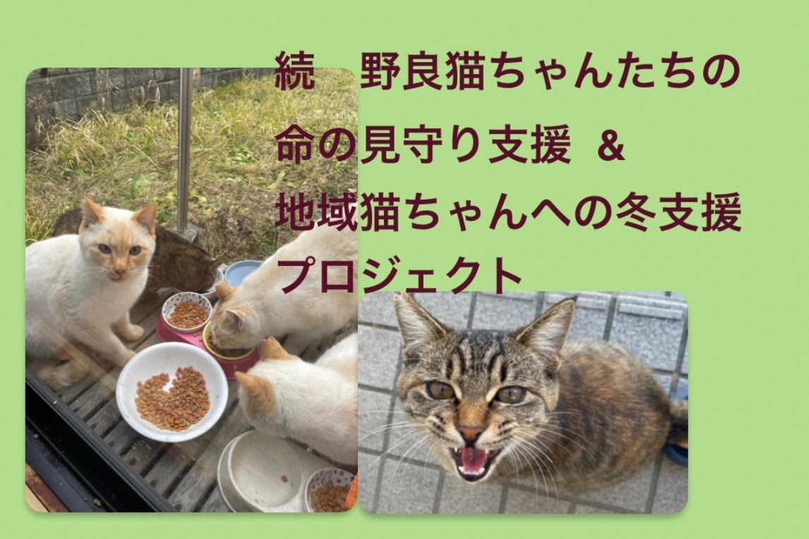 続 野良猫ちゃんたちの命の見守り支援&地域猫ちゃんへの冬支援