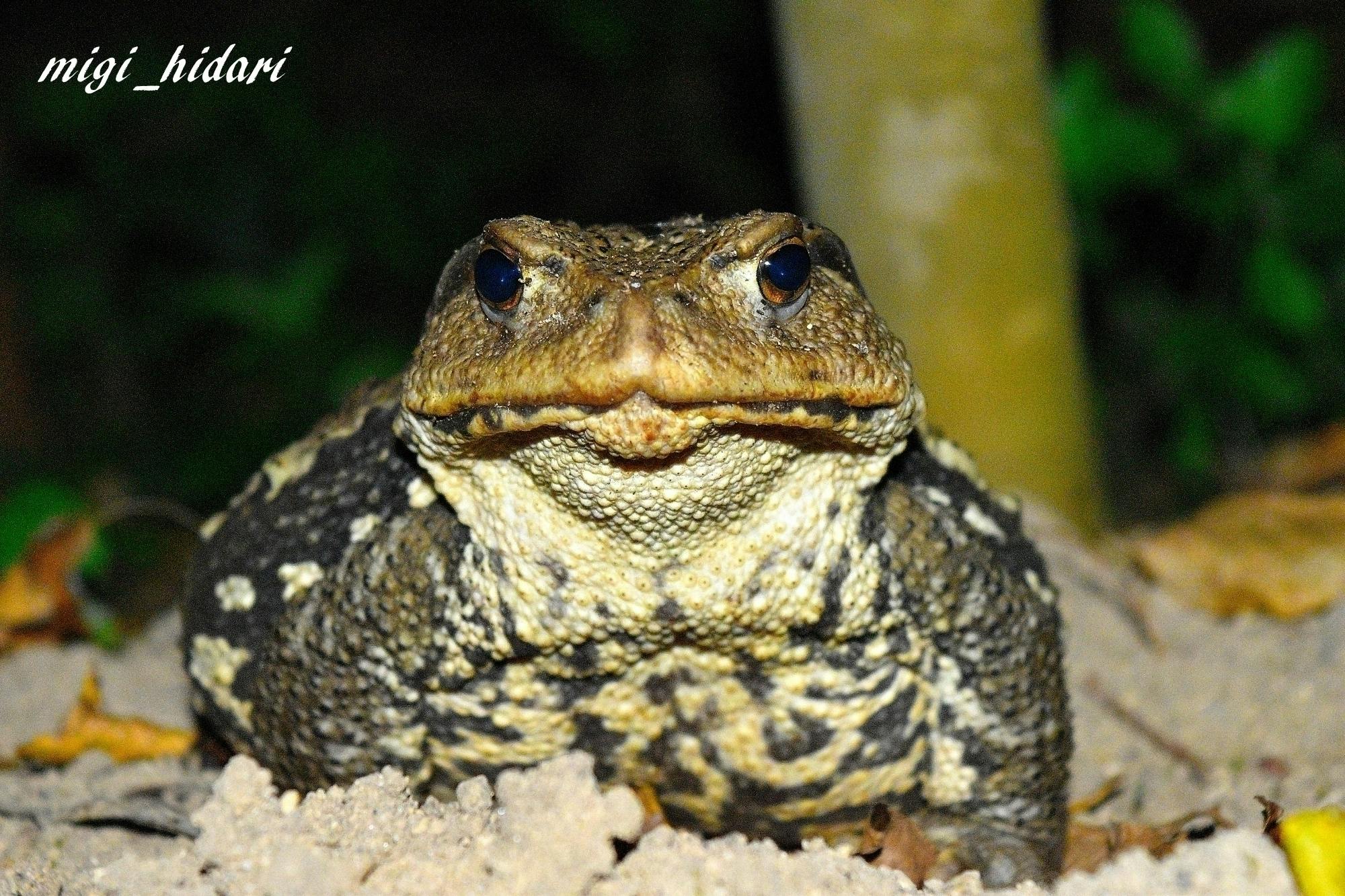 全力で生きる生き物の魅力的な世界を多くの人に伝えたい そして夢の生き物写真家へ Campfire キャンプファイヤー