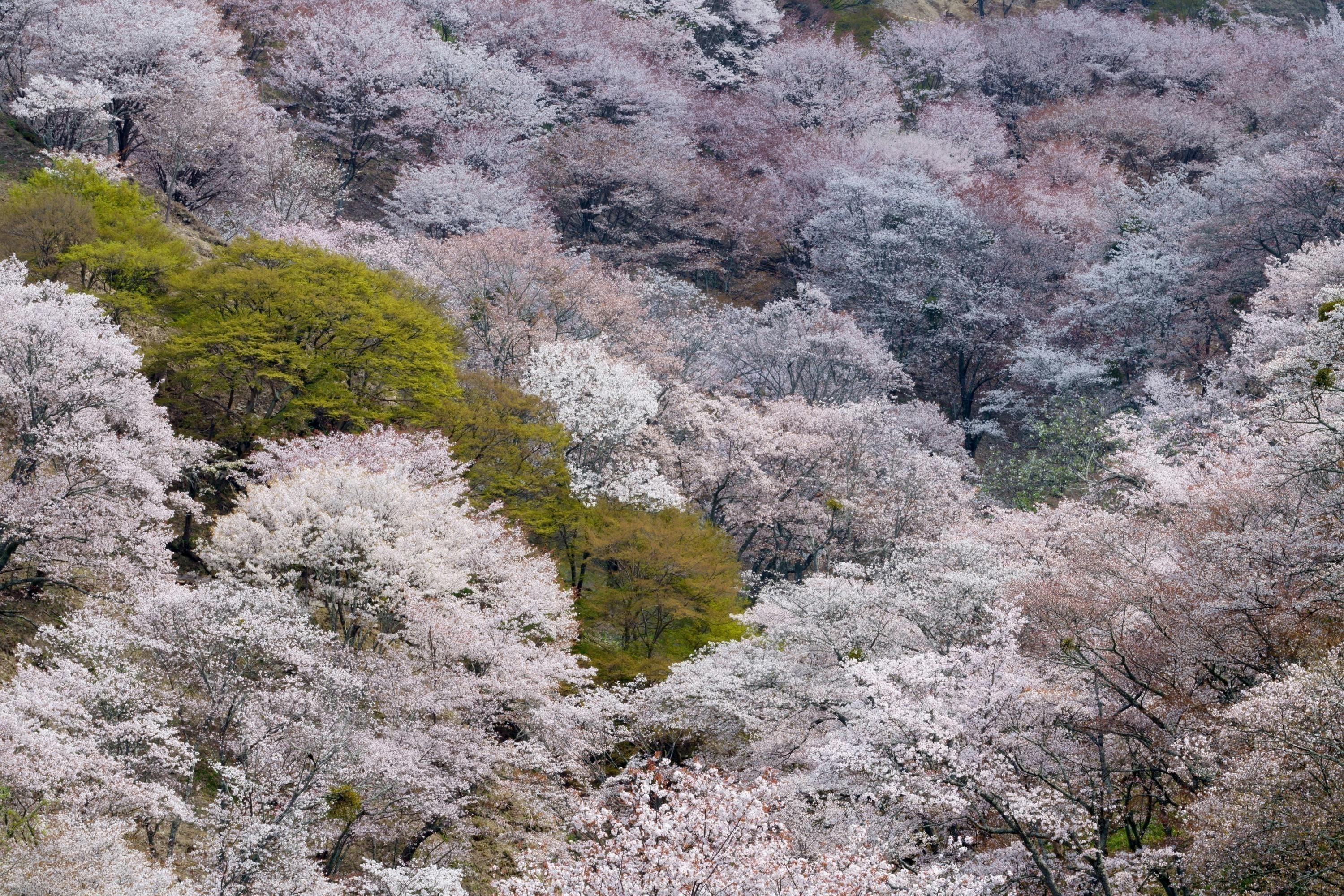 金峯山寺四本桜 - CAMPFIRE (キャンプファイヤー)