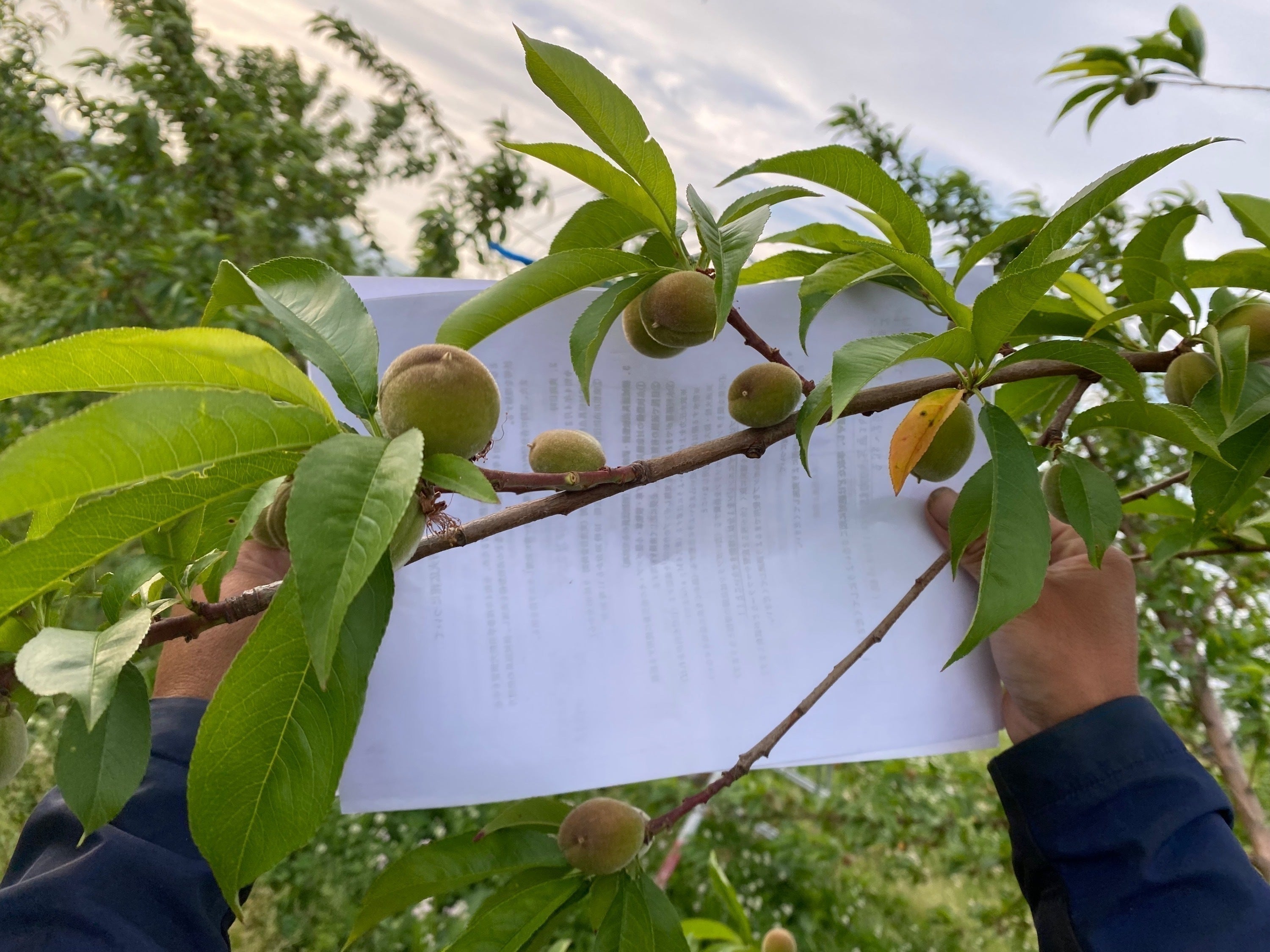 2番目のメイン画像