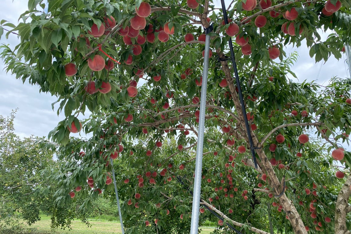 1番目のメイン画像