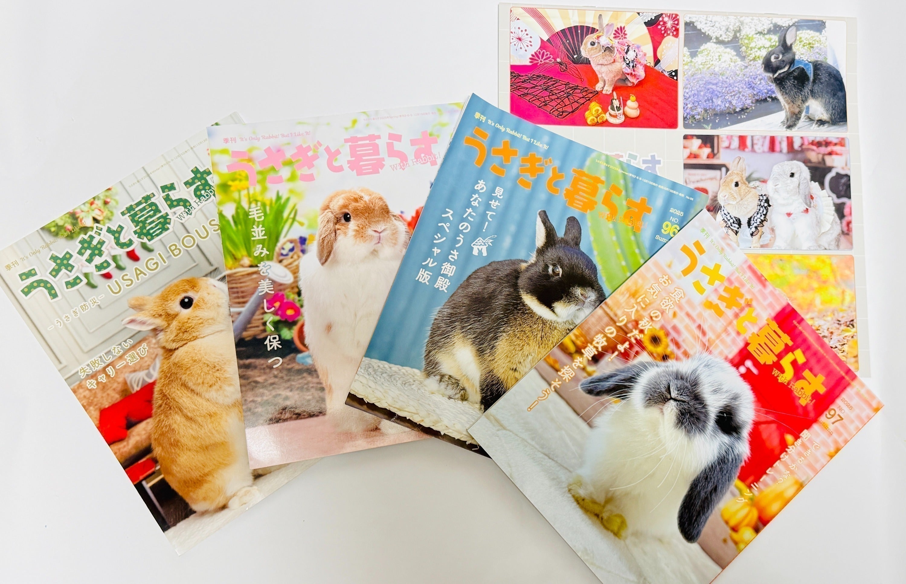 ワミレス ネズミ