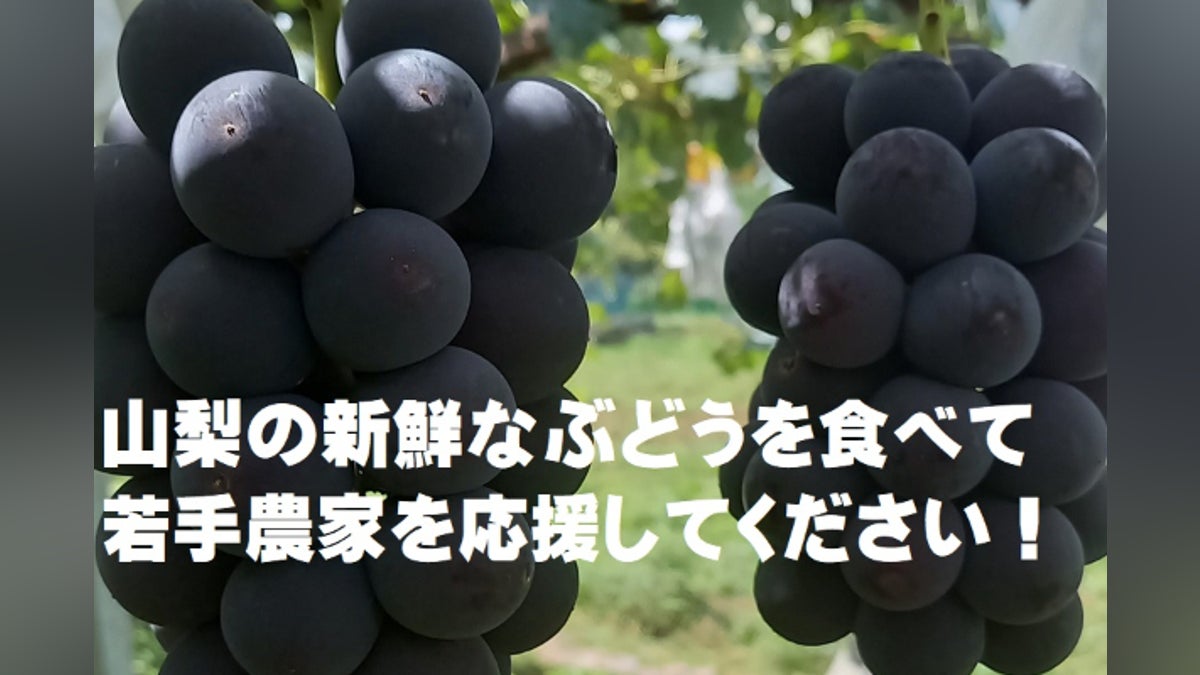 新鮮なぶどうを食べて若手農家を応援してください2026年 新鮮なぶどうを食べて若手農家を応援してください2026年