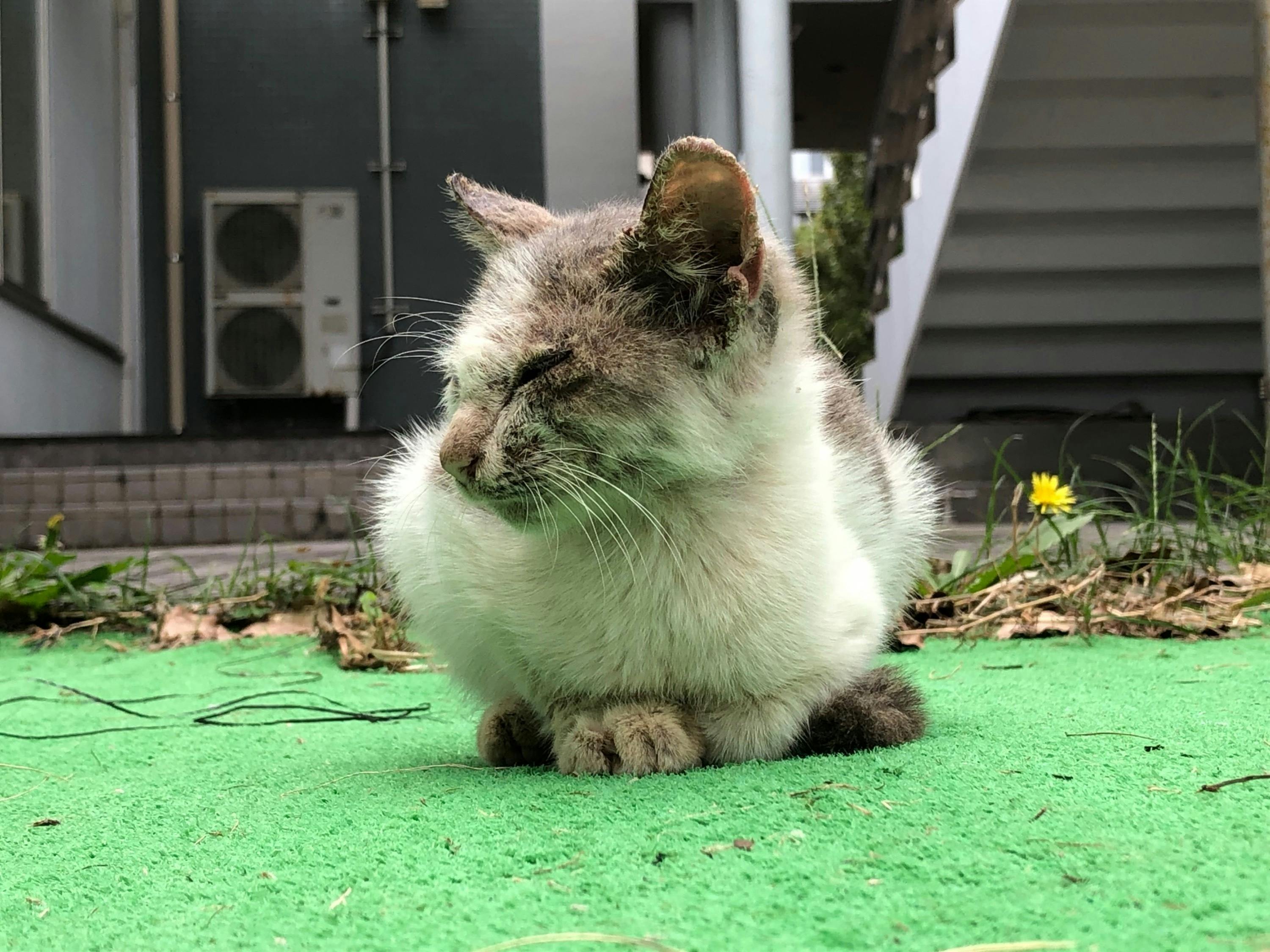 5番目のメイン画像