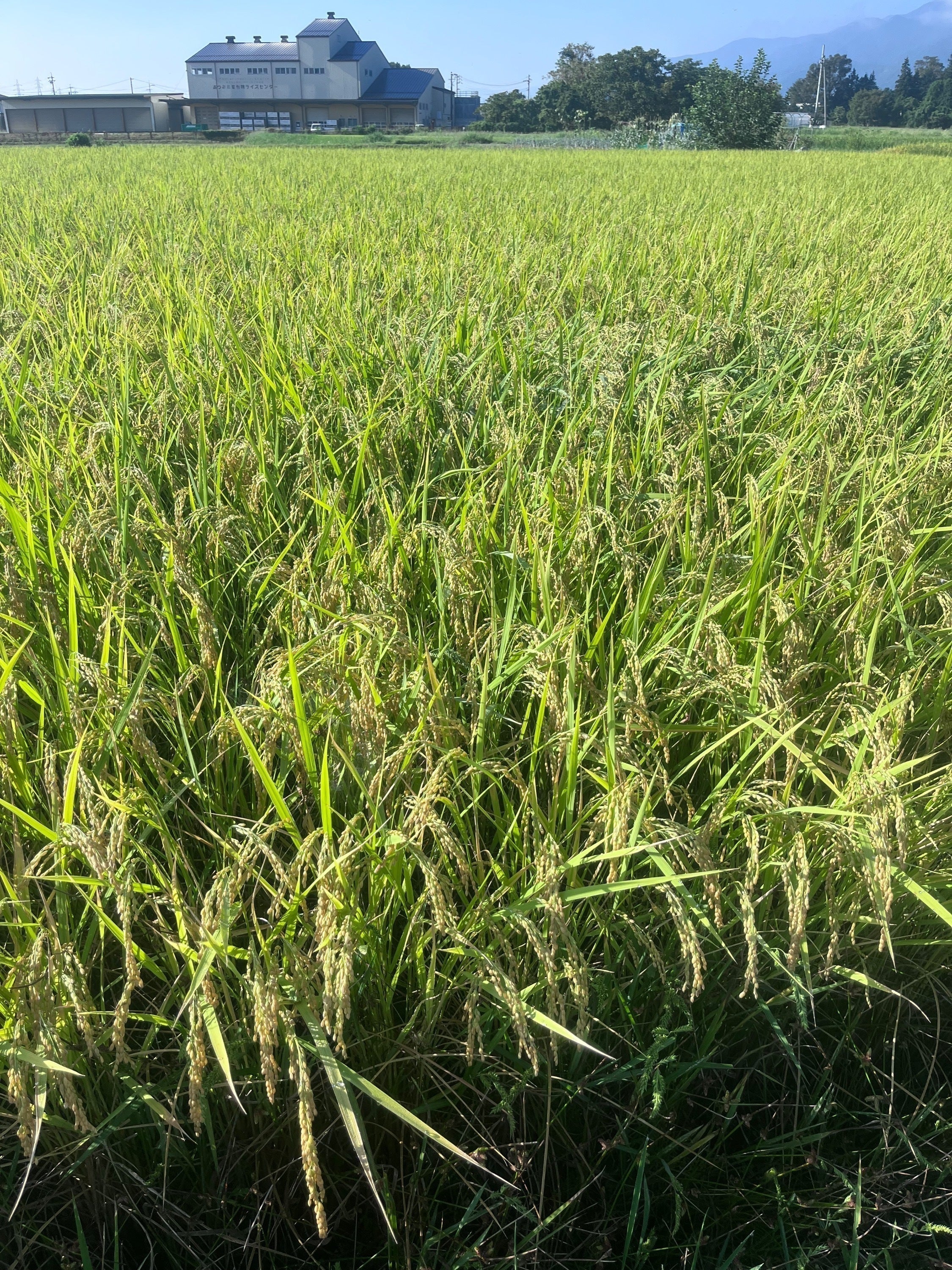 3番目のメイン画像