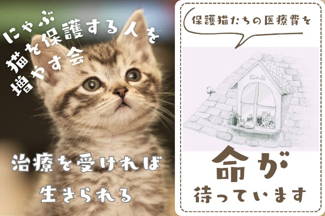 野良猫のいない未来を目指せ！保護猫150頭の命を繋ぐ入院費168万円にご