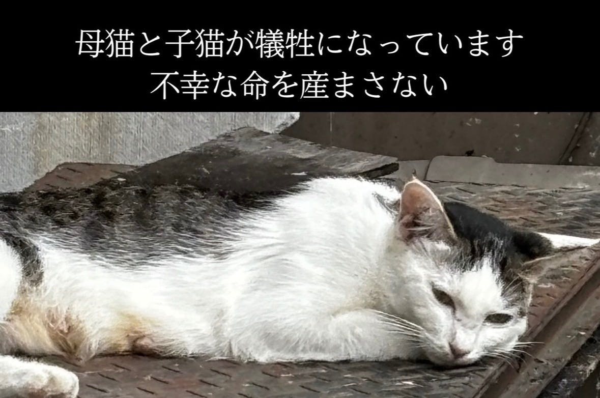 救いたい命】野良猫の苦しみを増やさない、TNR活動に力を尽くしたい