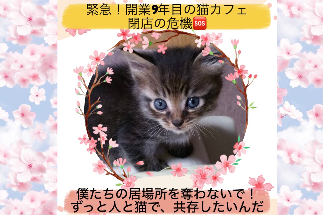 緊急！開業9年目の猫カフェ、閉店の危機！ - CAMPFIRE (キャンプ