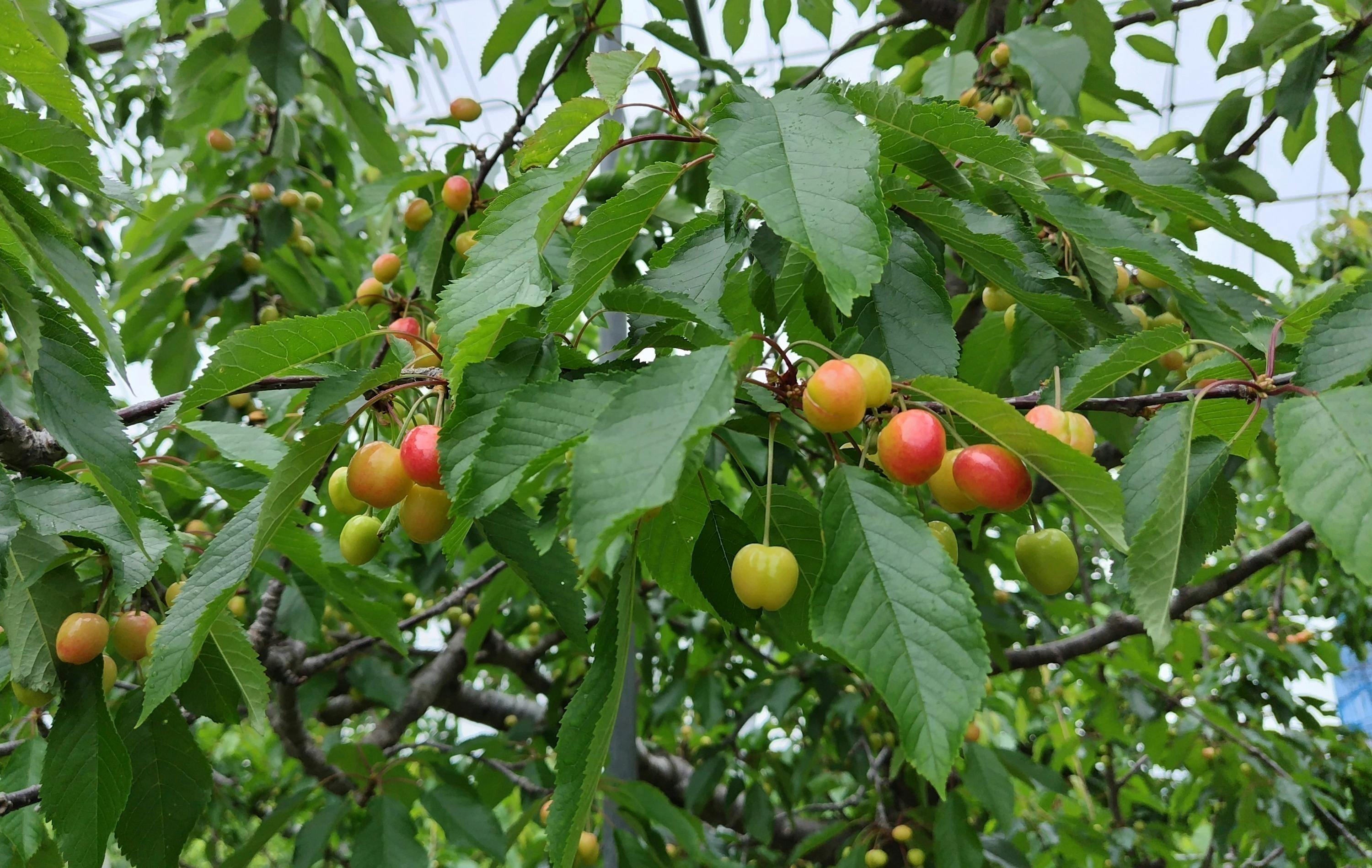 3番目のメイン画像