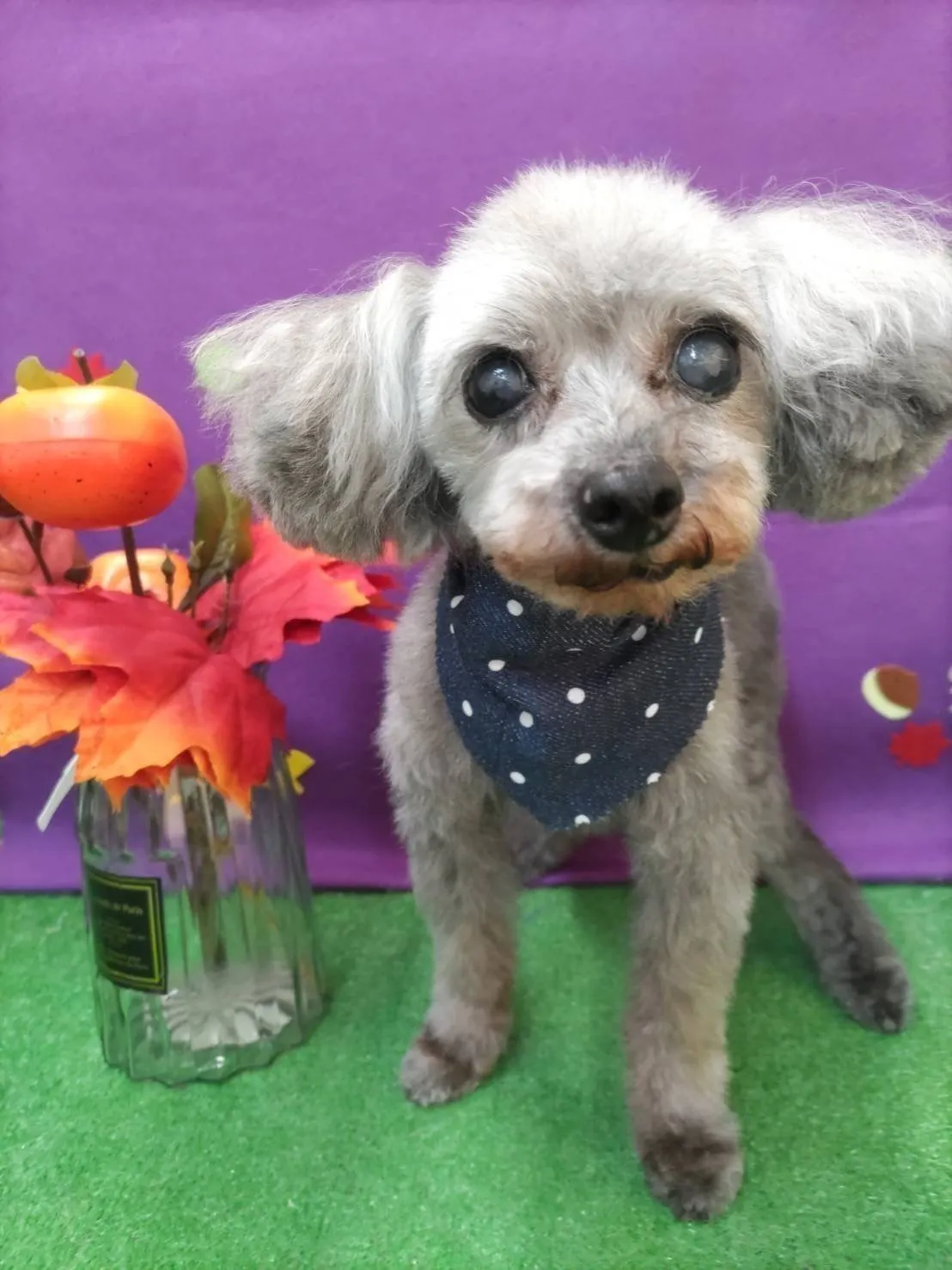 3番目のメイン画像