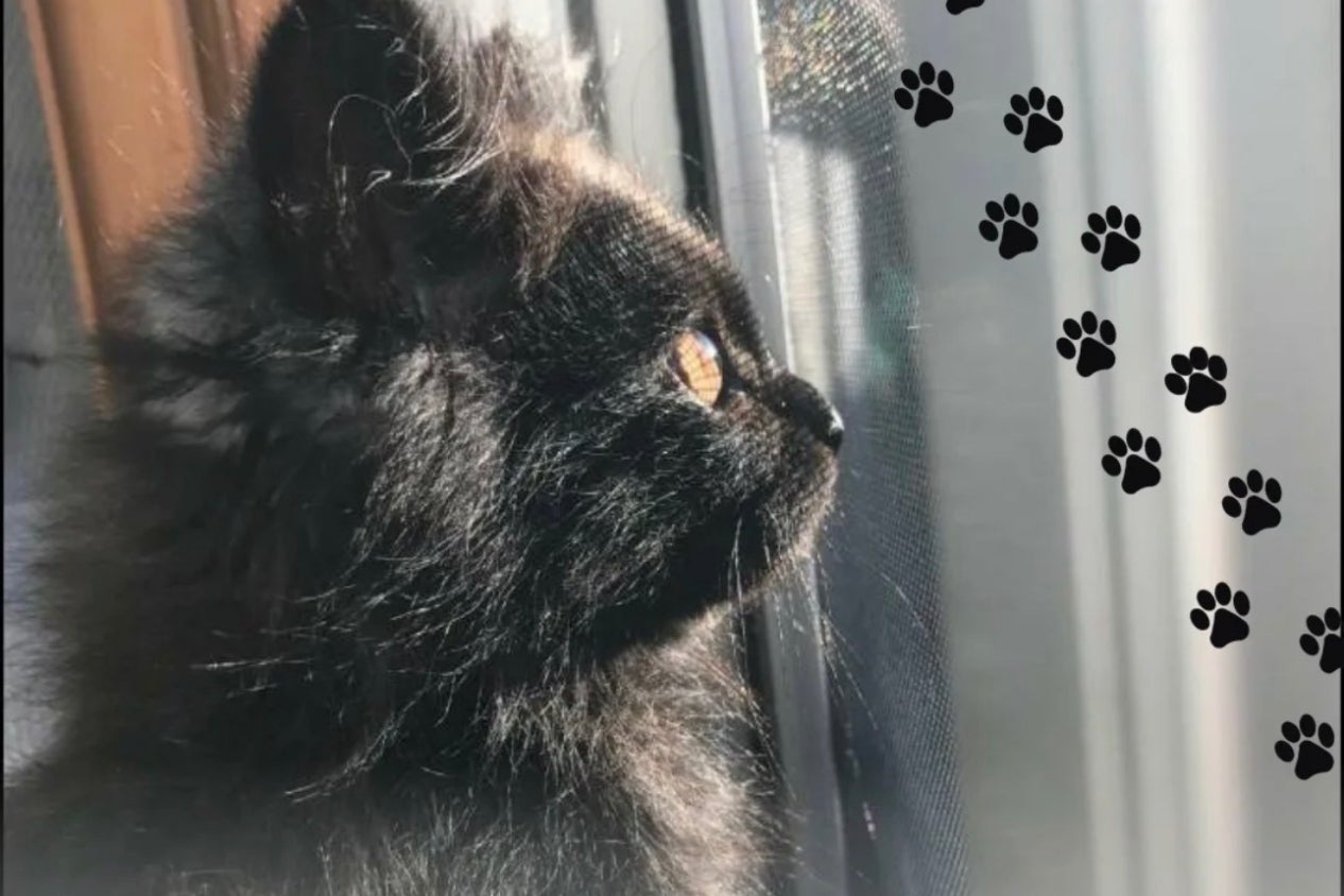 十和田市の保護猫活動支援プロジェクト - CAMPFIRE (キャンプファイヤー)