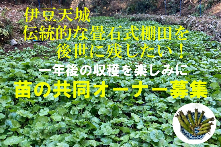 5月15日作付1,000本 - CAMPFIRE (キャンプファイヤー)