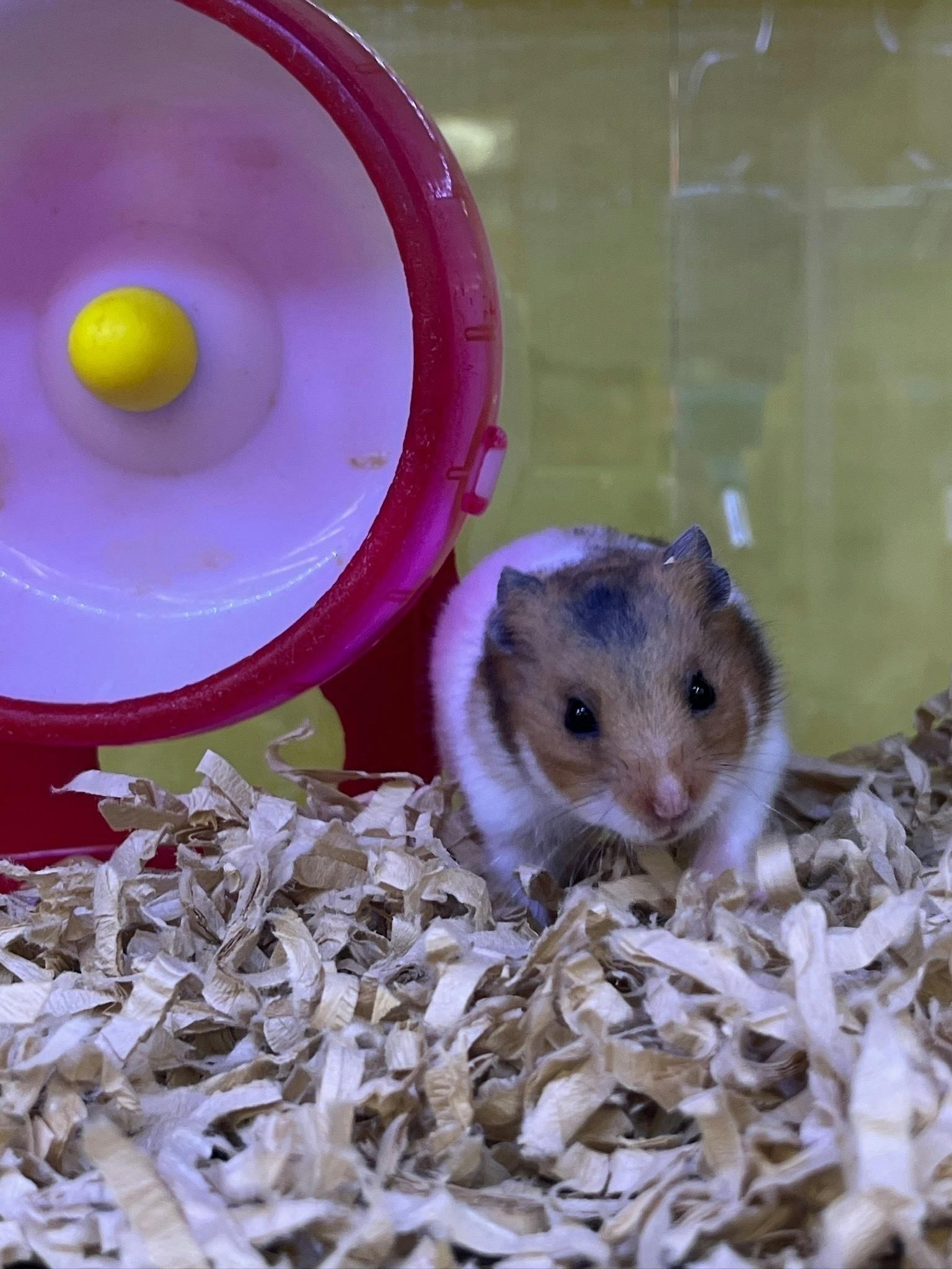 5番目のメイン画像