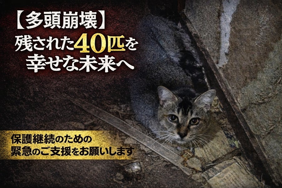緊急】多頭崩壊、居場所を失った40匹を幸せな未来へ！ - CAMPFIRE 