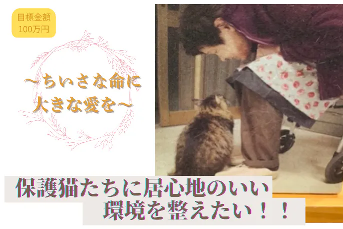 和歌山/ 保護猫の療養部屋を快適化！ 猛暑までに改修工事&エアコン設置