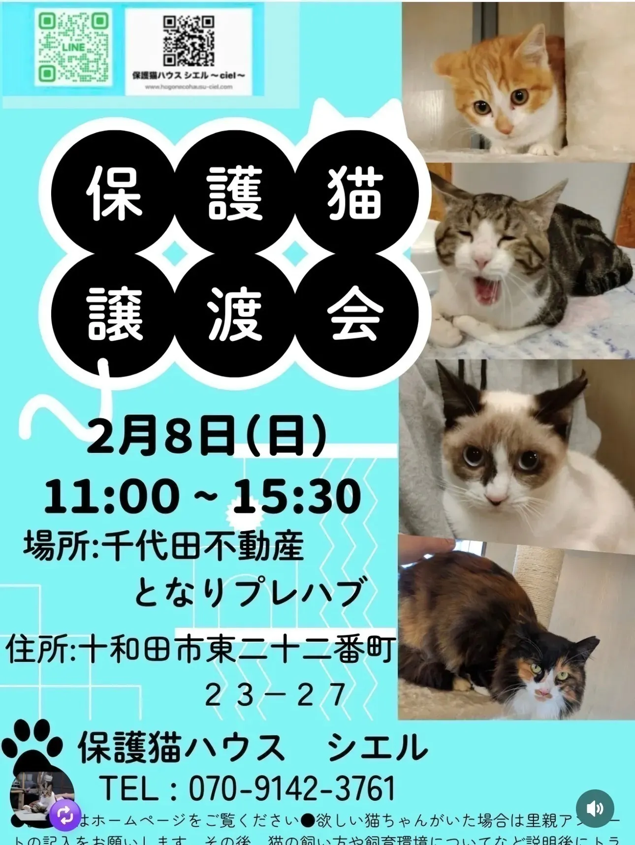 十和田市の保護猫活動支援プロジェクト - CAMPFIRE (キャンプファイヤー)