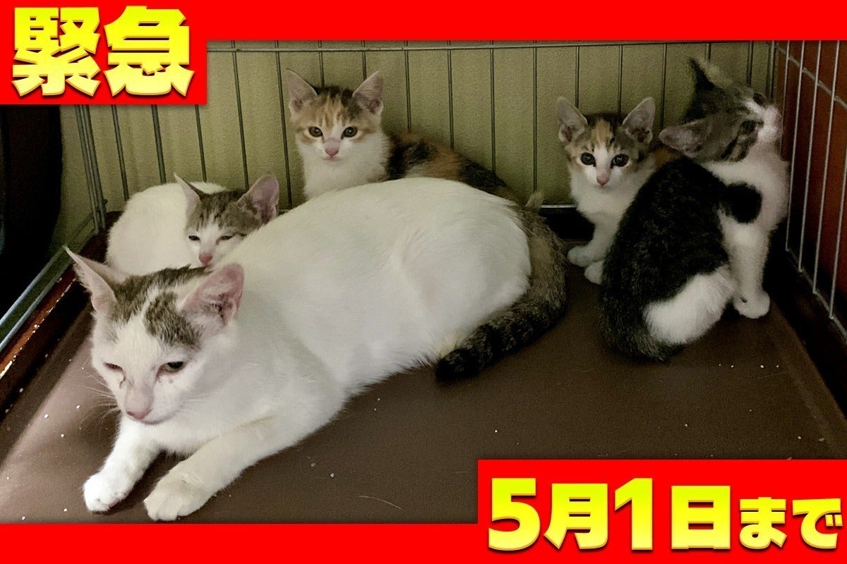 5番目のメイン画像
