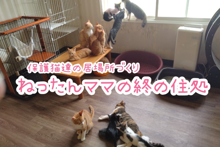 30匹の保護猫に。安定した穏やかな暮らしを。 〜ねったんママの終の