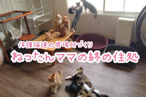 30匹の保護猫に。安定した穏やかな暮らしを。 〜ねったんママの終の