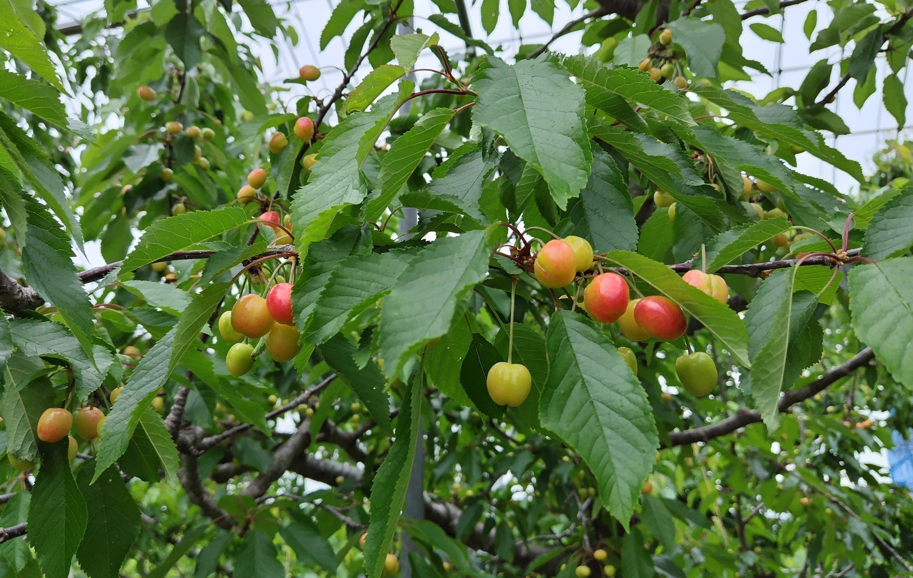 3番目のメイン画像